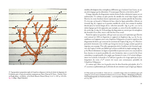 Les coraux de Darwin