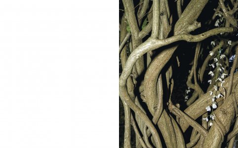 A Star in the Garden