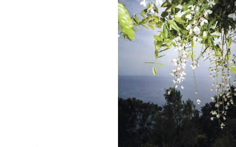 A Star in the Garden