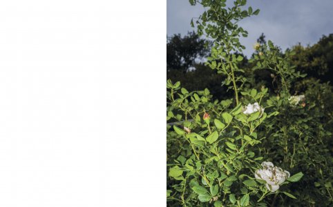 A Star in the Garden