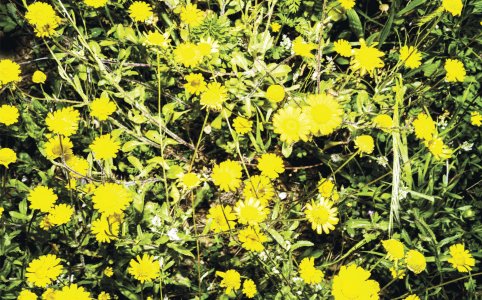 A Star in the Garden