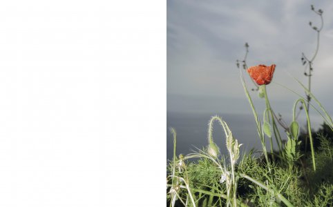 A Star in the Garden