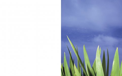 A Star in the Garden