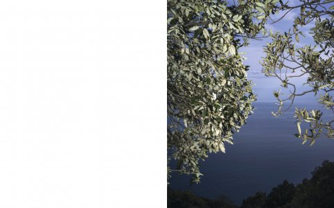 A Star in the Garden