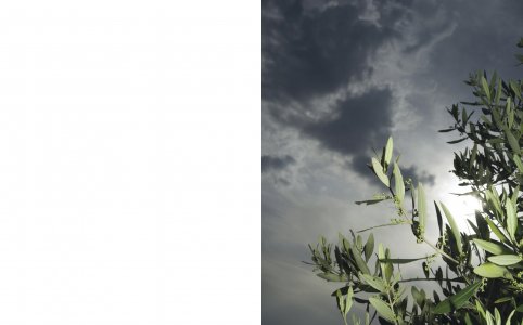 A Star in the Garden