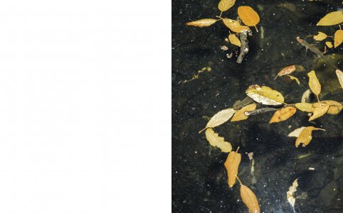 A Star in the Garden