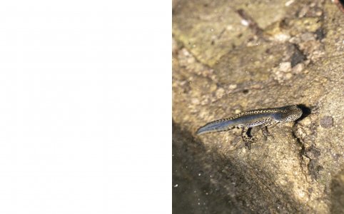 A Star in the Garden