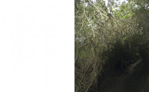 A Star in the Garden