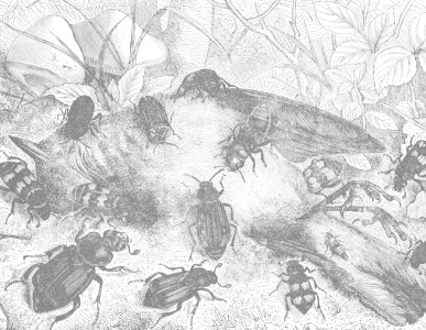 Le diamant de l'herbe (livre + CD)