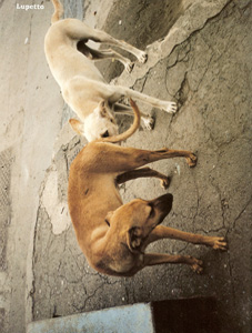 6th Caribbean Biennal