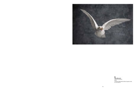 Beautés désordonnées