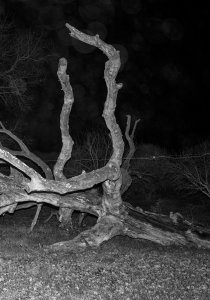 Giulia Cenci - Pietraia