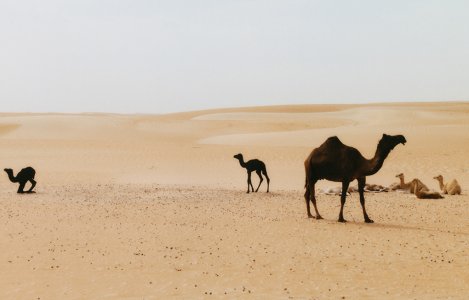 Al Dhafra