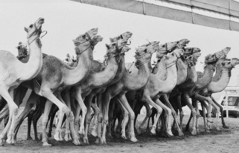 Al Dhafra