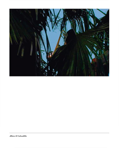  Jennifer Allora & Guillermo Calzadilla - 