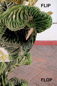 Ruedi Bechtler - Flip Flop