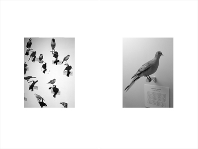 L'amateur d'oiseaux, côté jardin