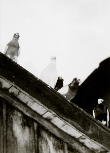 Petra Feriancová - Creator 2008 - Photos from O. Ferianc\'s archive, New Breeds 1948-1962