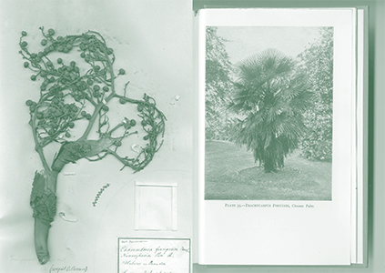 Palm Tree Studies in South Tyrol and Beyond