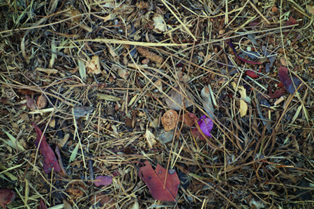 Jean Willi - Steingesichter