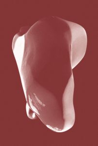 Une généalogie des grandes oreilles