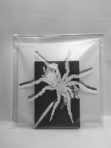 Tarantismo - Odyssey of an Italian ritual – Edition limitée (livre + 2 vinyl LP)