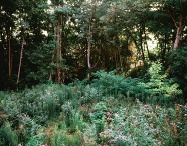 Manual of Urban Ecology