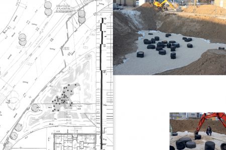 Rhizome Cupules Éclosion