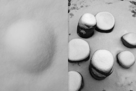 Rhizome Cupules Éclosion